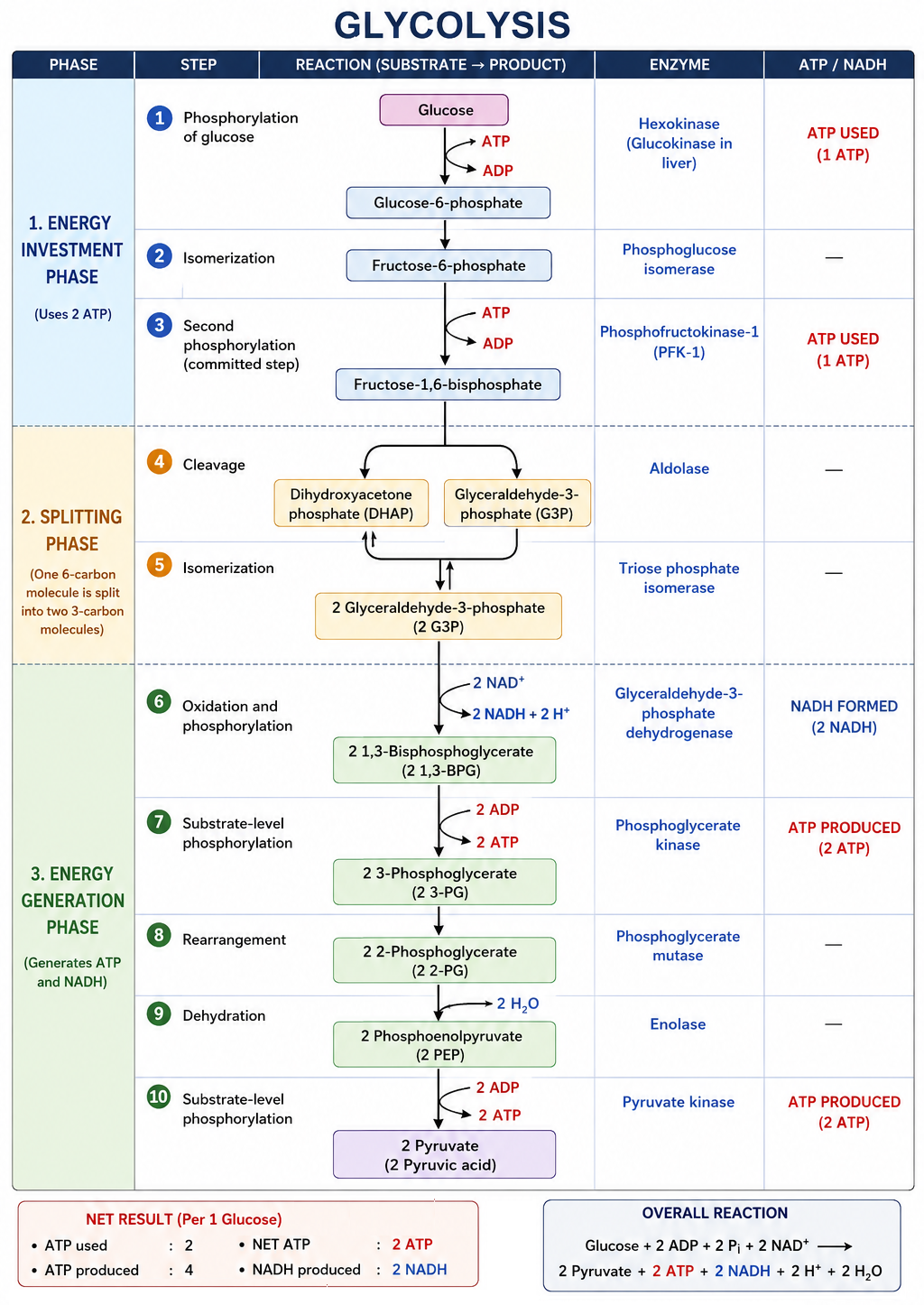 glycolysis