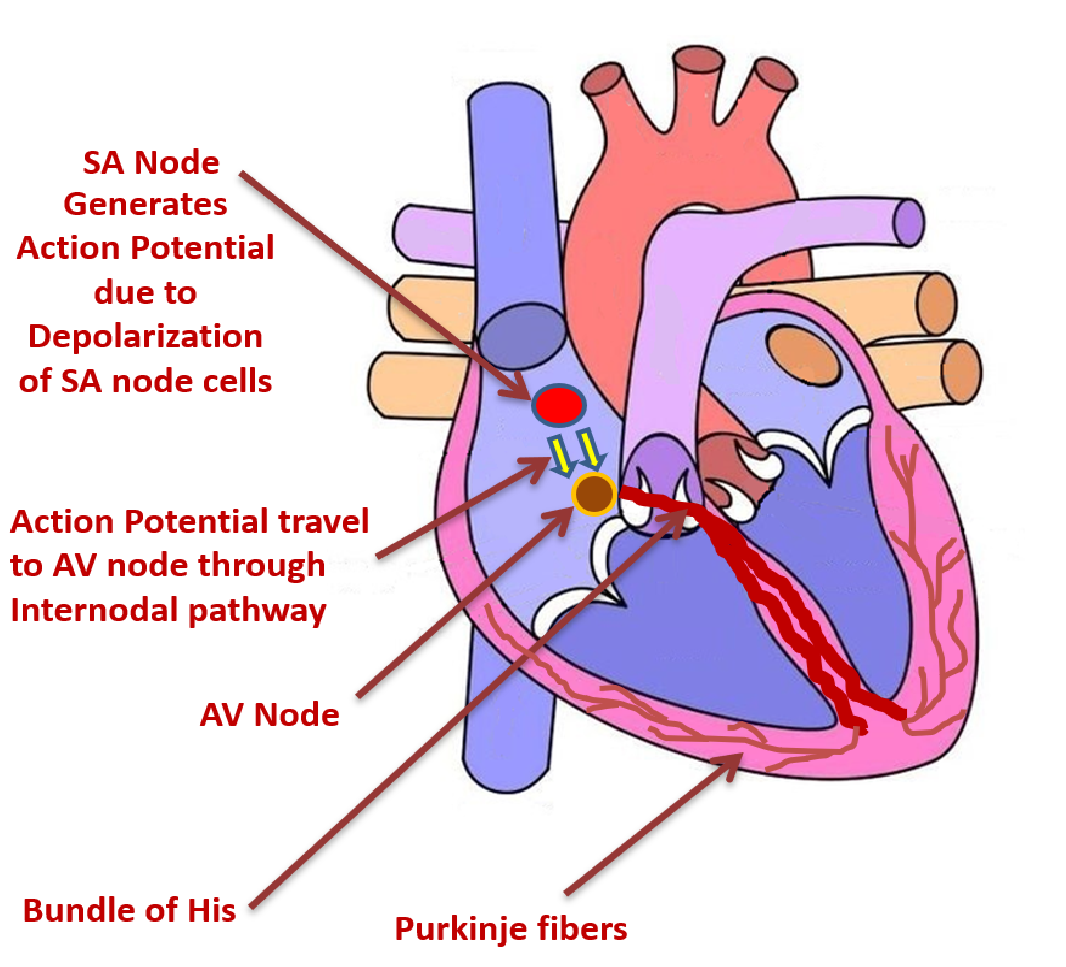heart physiology