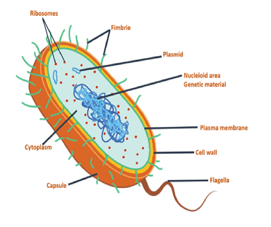 Bacterial Cell