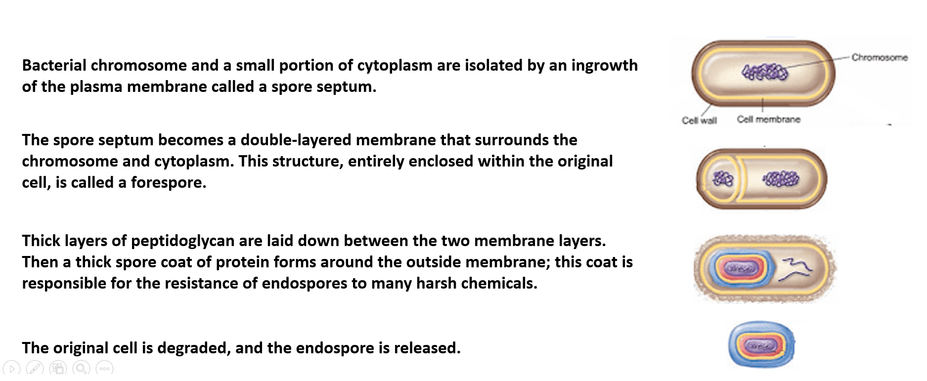 Endospore