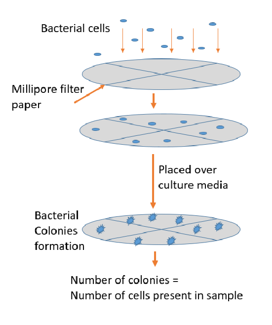Direct Microscopic Count Example