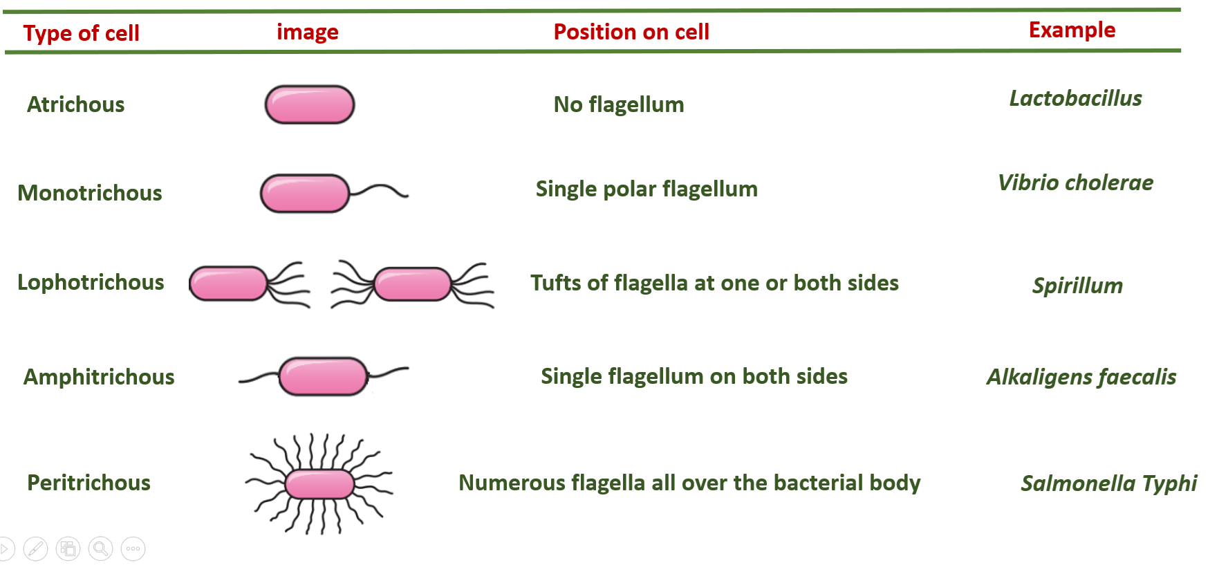 flagella based