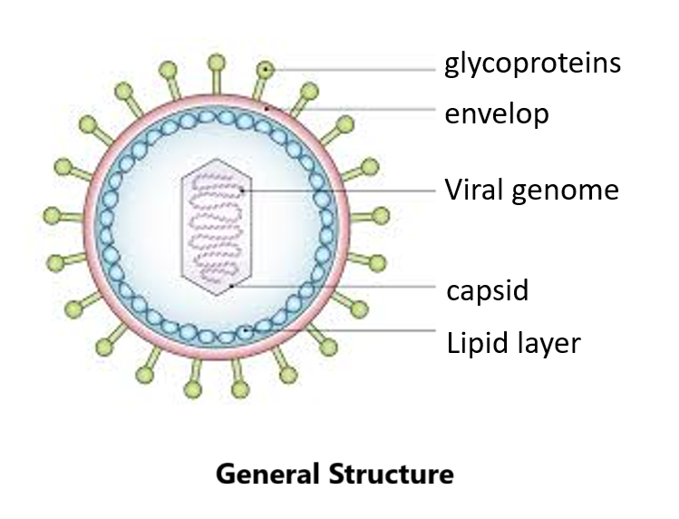 general structure